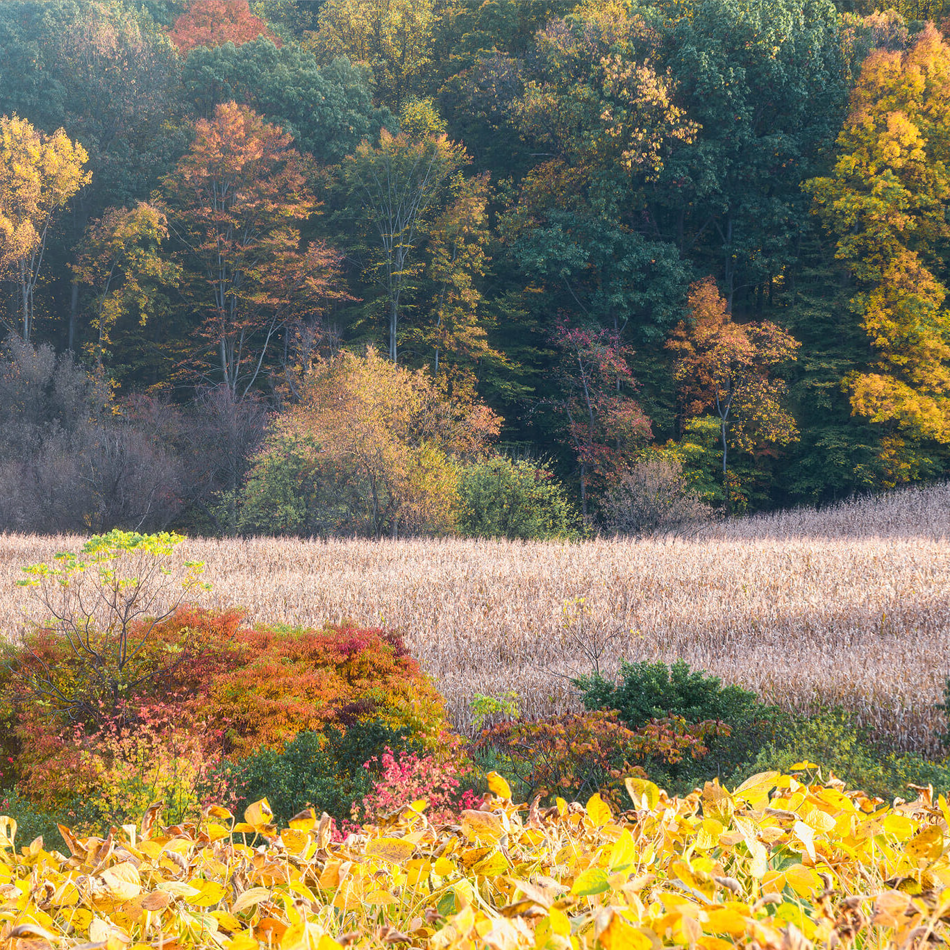 Southeastern Pennsylvania cornfields catch the last light on a fall evening with the colorful forest backdrop lending a beautiful setting to the scene.