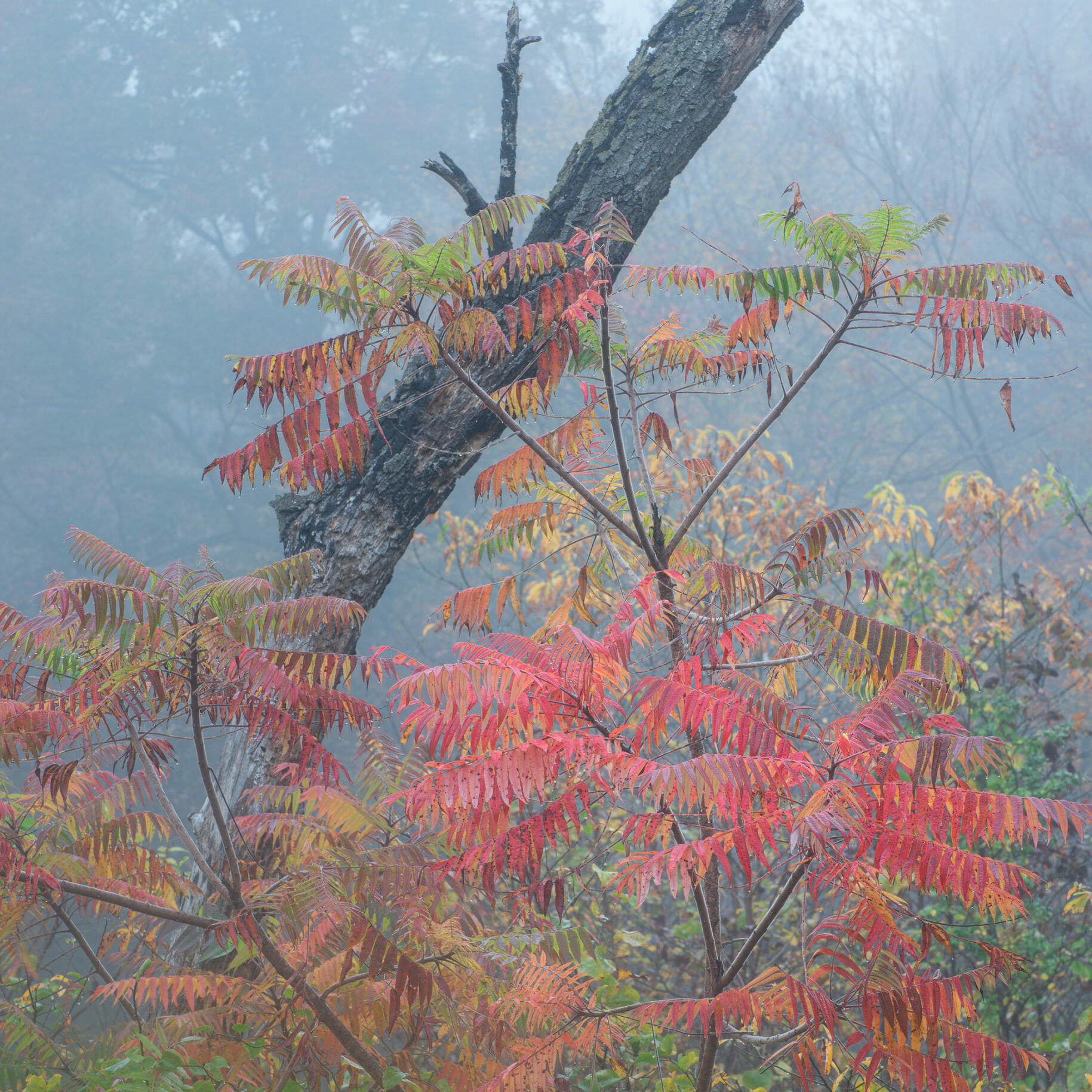 The vegetation in a Pennsylvania forest burns red in October while the morning fog envelops the landscape, creating a mysterious mood.