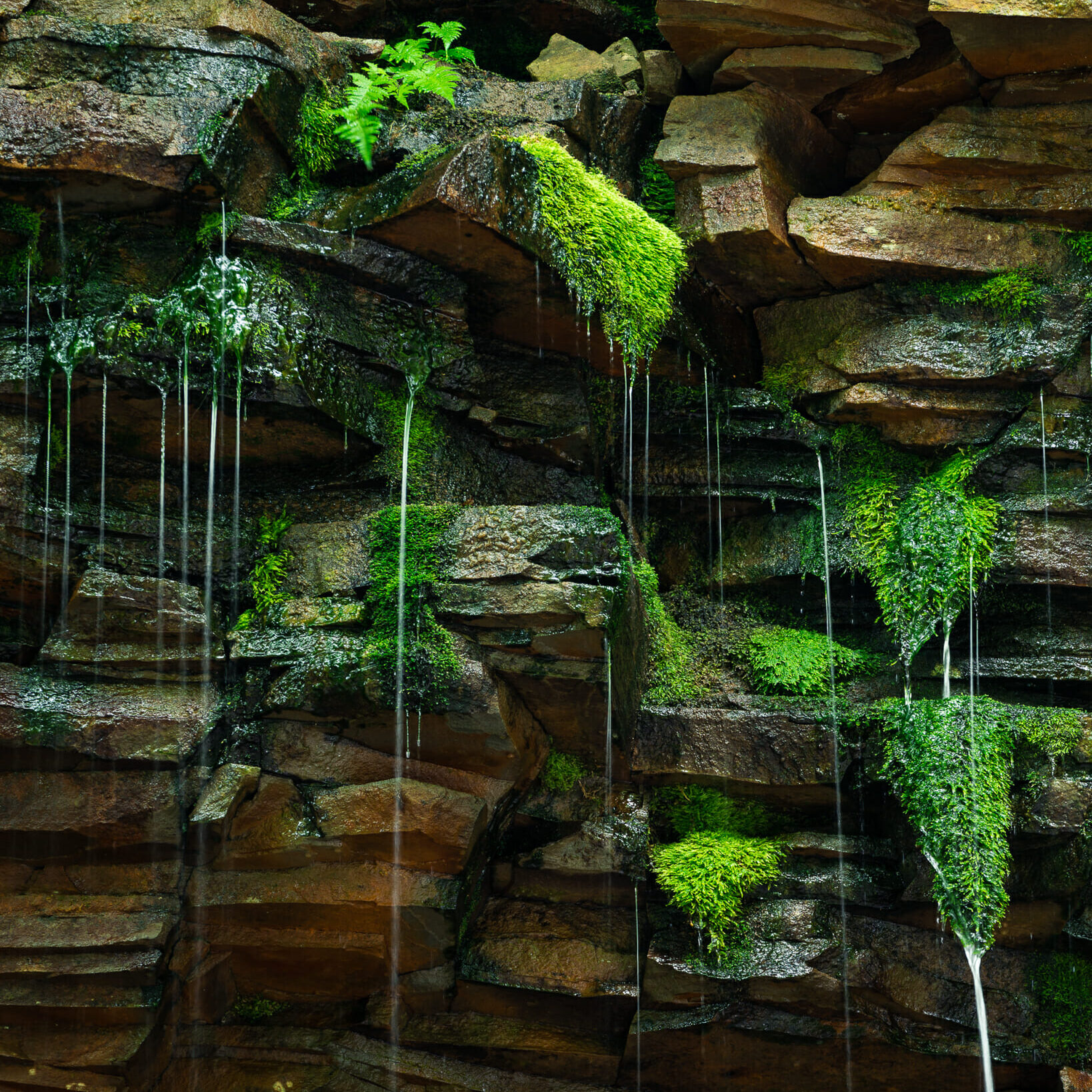 Water streams out of a shelf of rock and through the green mosses in Ricketts Glen State Park in the Poconos of Northern Pennslyvania.
