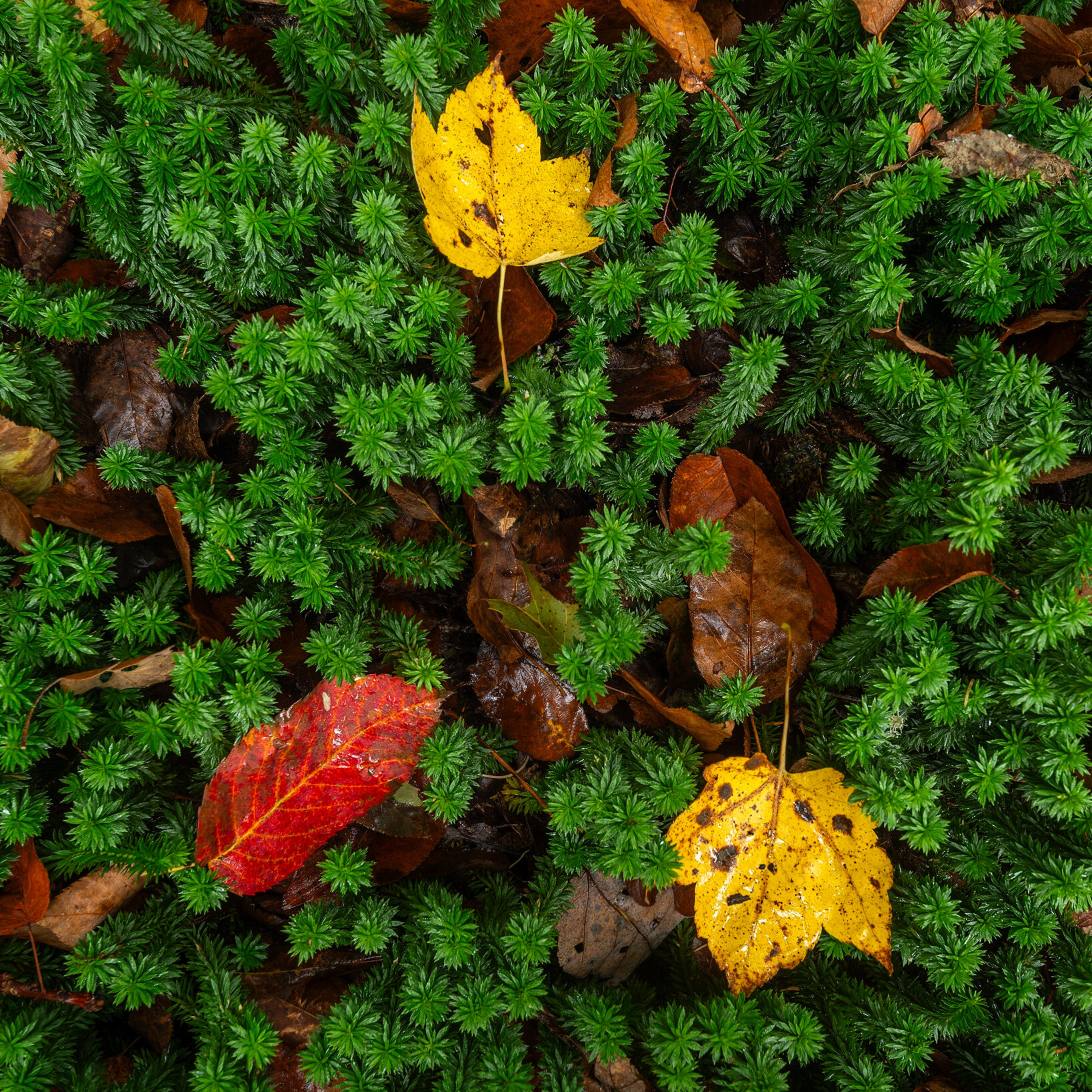 Autumn leaves lay to rest along the forest floor blanketed with a bed of mosses thriving in the wet air of the Southern Appalachian Mountains